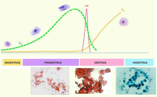 Cell Cytology